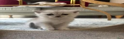 Scottish Fold cats for sale: Pure Scottish Fold  - Advert 5