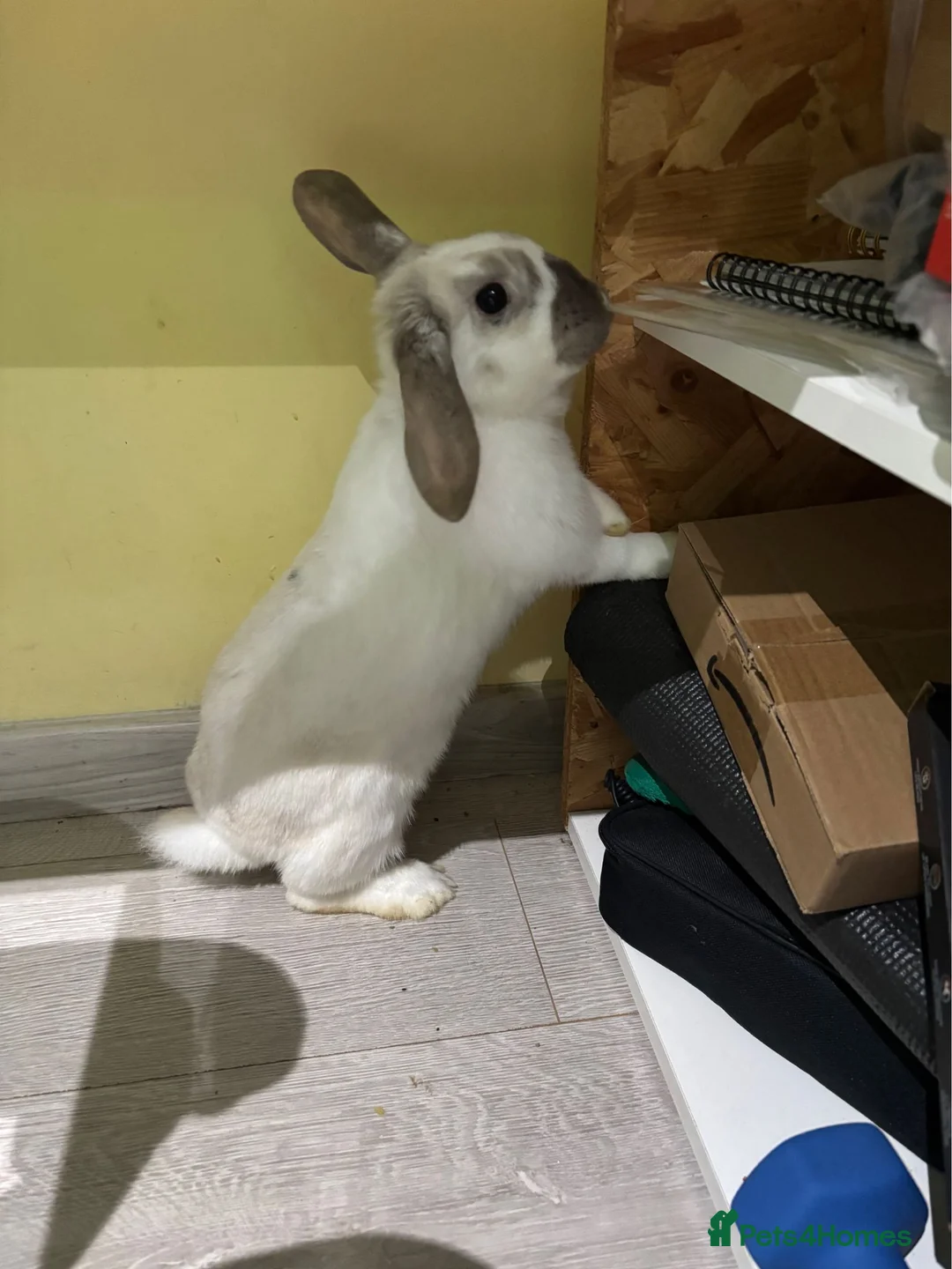 Mini Lop rabbits for sale: 🐰 Beautiful Mini Lop Baby Bunnies– Ready to go 🐰 - Advert 32