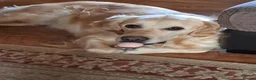 Golden Retriever dogs for sale: OUR BEAUTIFUL LITTLE GOLDEN GIRL  in Barnsley - Advert 2