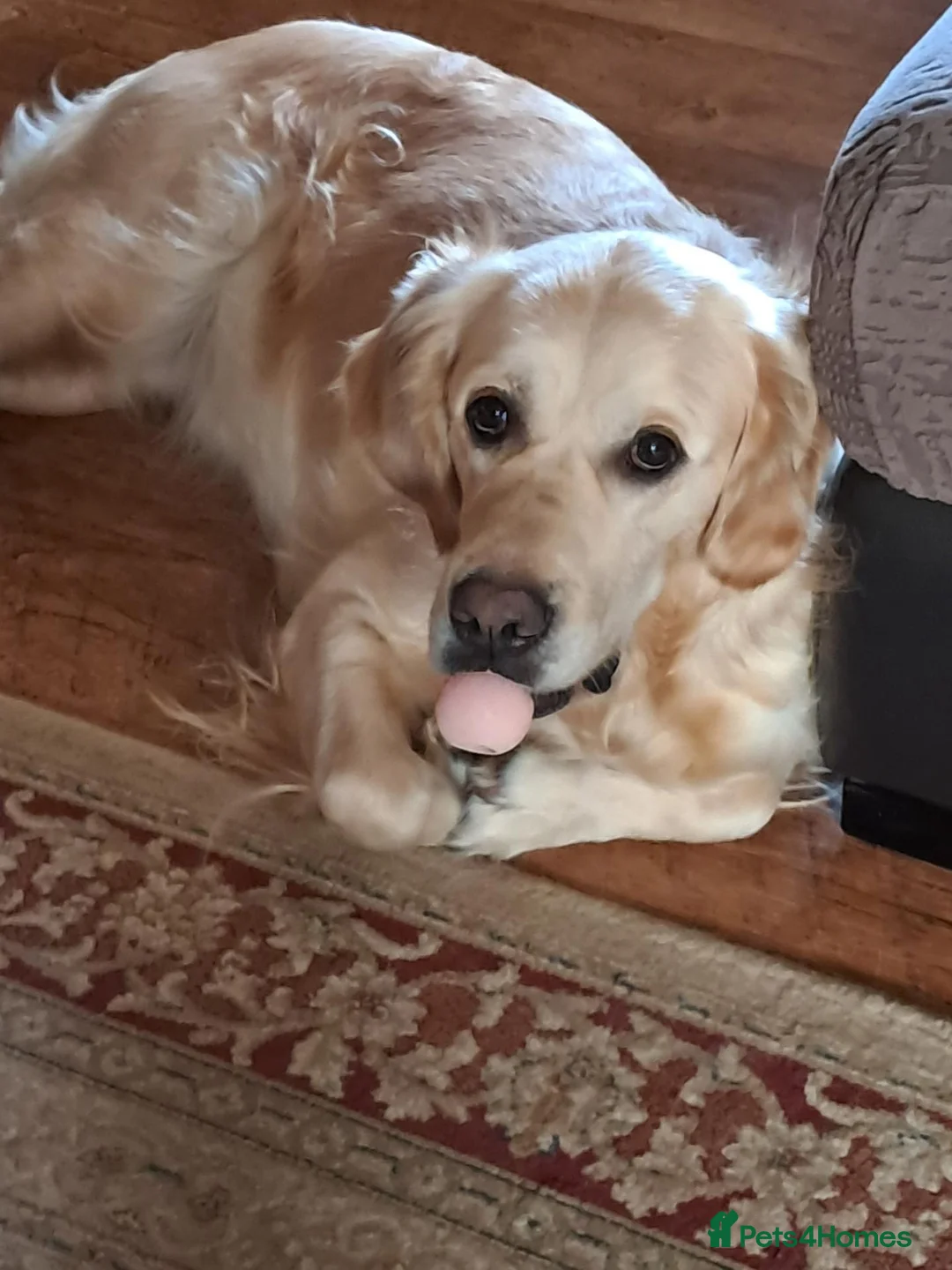 Golden Retriever dogs for sale: OUR BEAUTIFUL LITTLE GOLDEN GIRL  in Barnsley - Advert 2