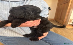 Mixed Breed dogs for sale: Male Australian Labradoodles  - Image 2