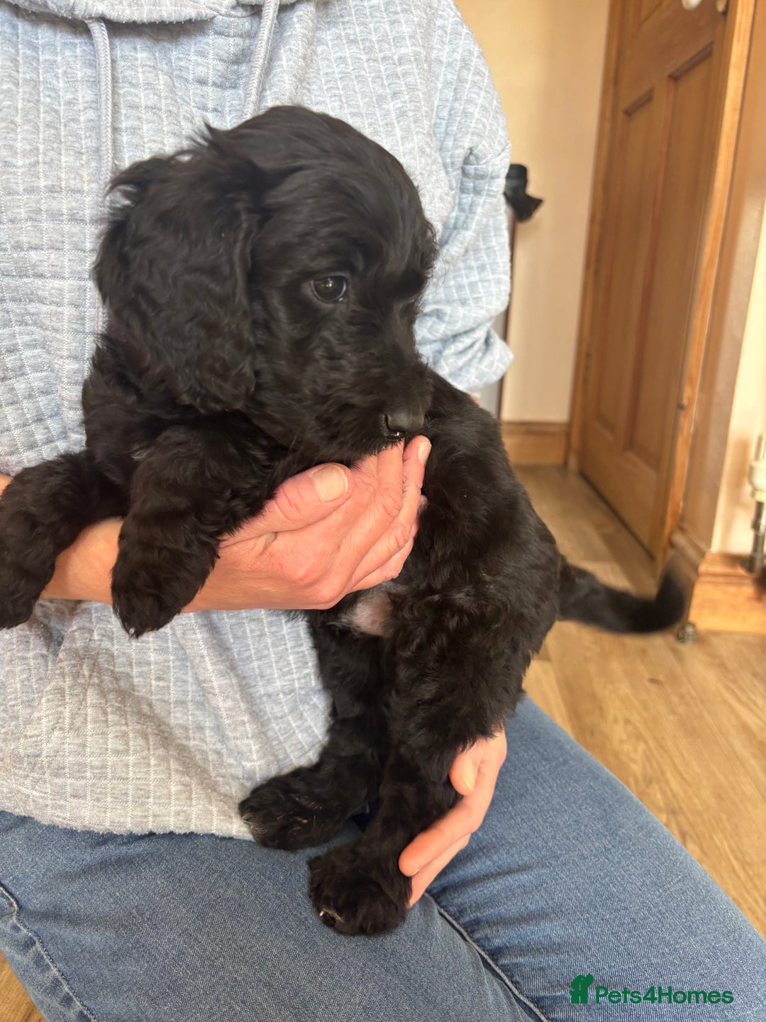 Mixed Breed dogs for sale: Male Australian Labradoodles  - Image 2