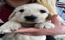 Golden Retriever dogs for sale: Golden Retriever Puppies 5 Generation Pedigree - Image 5