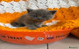 British Shorthair cats for sale: British Blue SH Kittens, TICA, Queens,Studs. - Image 9