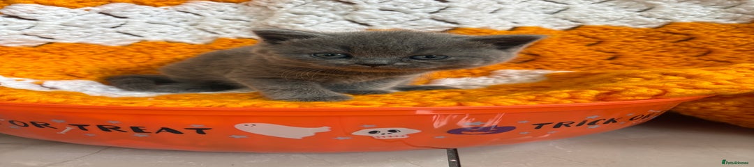 British Shorthair Kitten 4