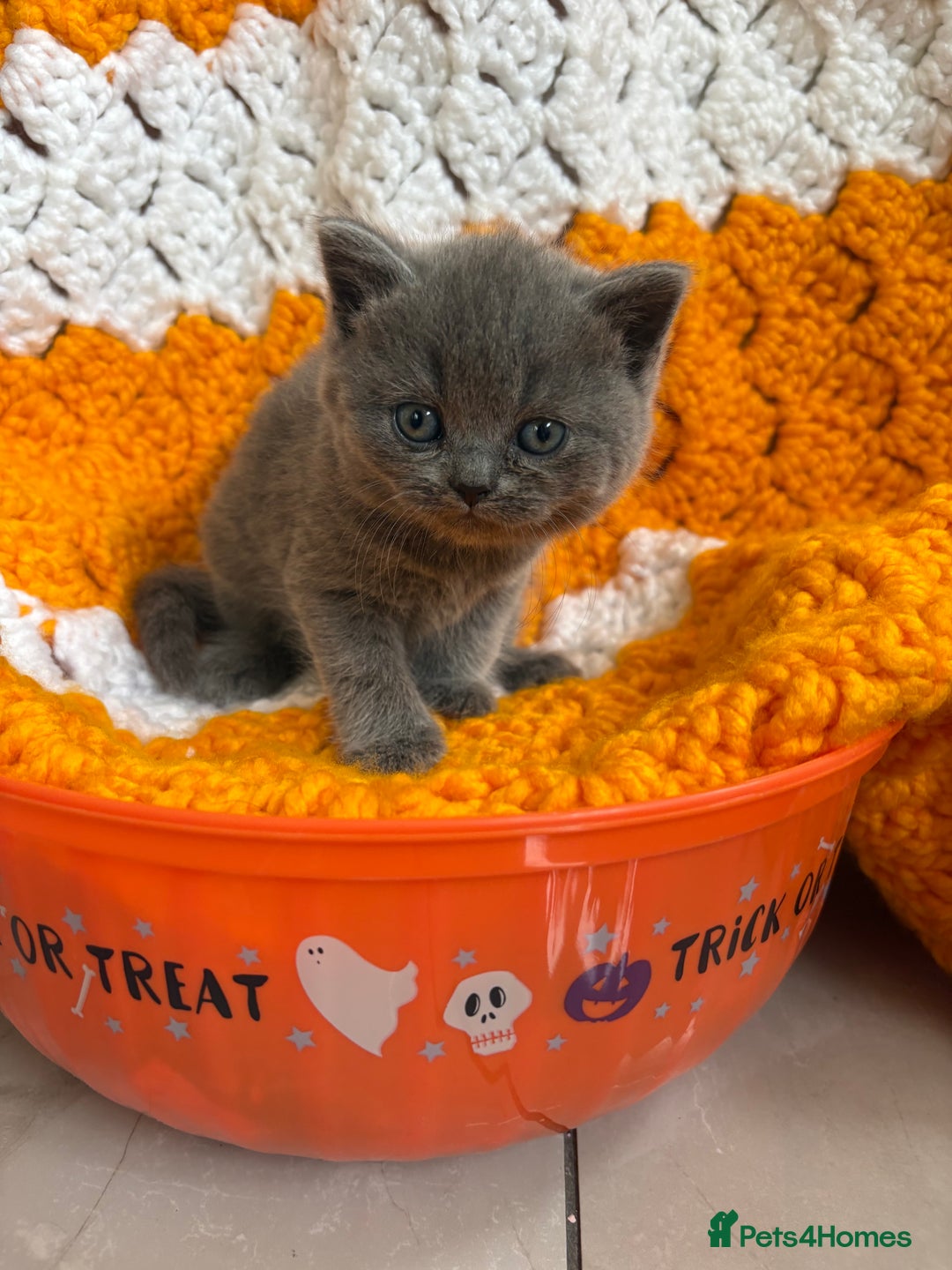 British Shorthair cats for sale: British Blue SH Kittens, TICA, Queens,Studs. - Image 9