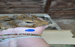 Guinea Pig rodents for sale: Guinea pigs babies looking for their forever homes - Image 5