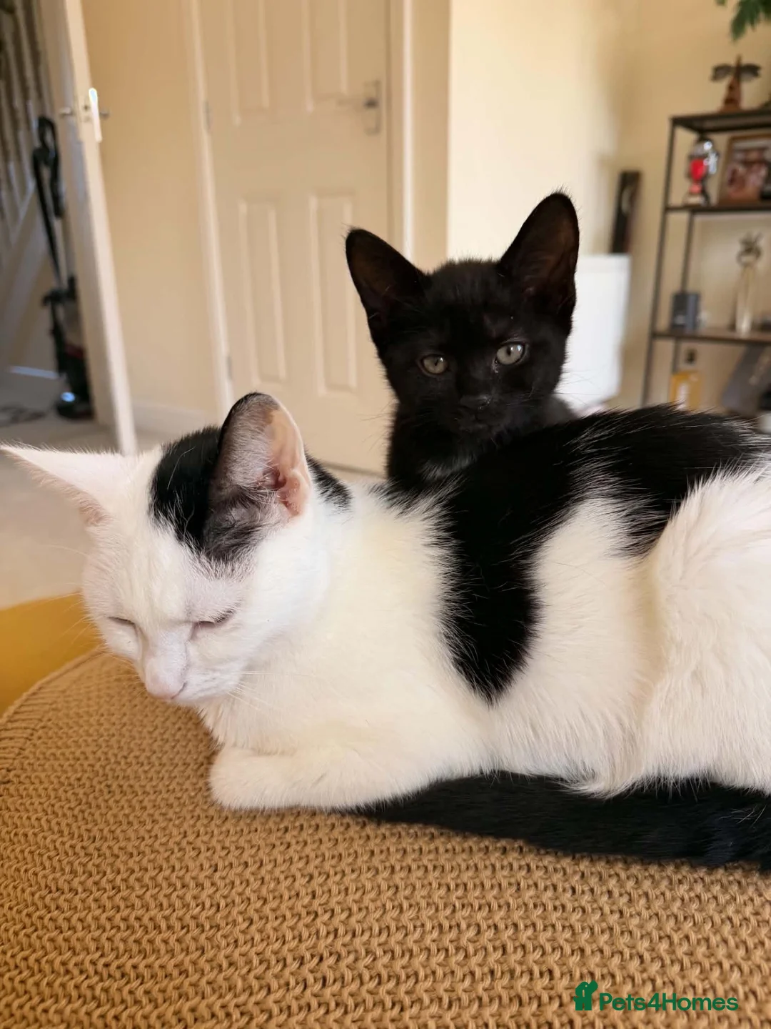 Mixed Breed cats for sale: 2 adorable black kittens available in Sutton-in-Ashfield - Advert 7