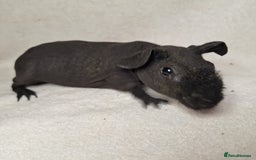 Guinea Pig rodents for sale: Skinny pig boys - Image 11