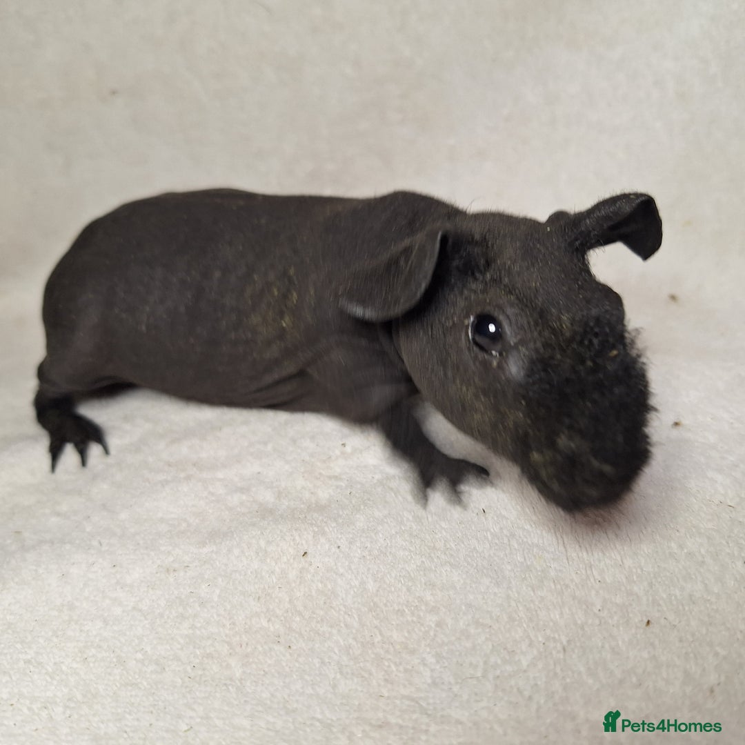 Guinea Pig rodents for sale: Skinny pig boys - Image 11
