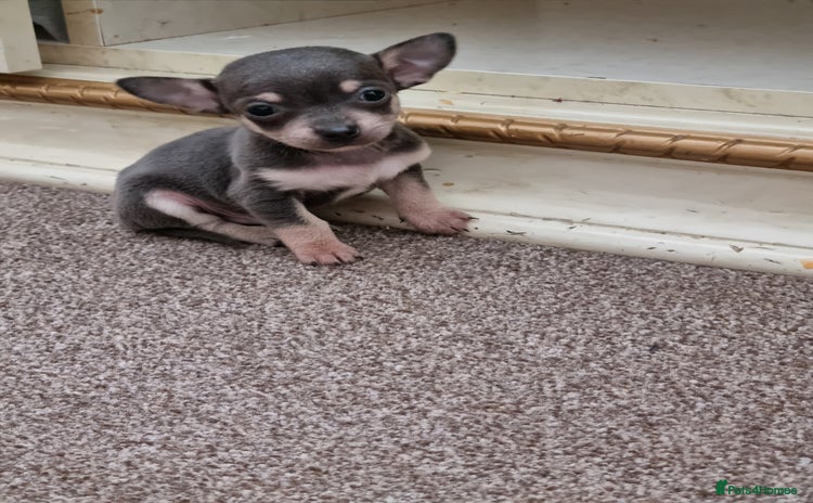 Chihuahua dogs - Advert 8
