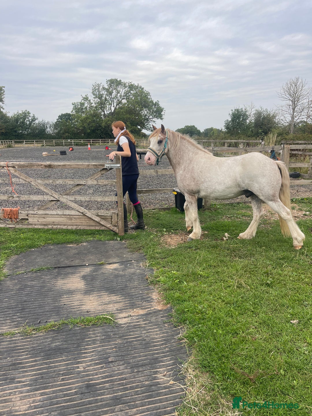 Irish Cob horses for sale: Unbacked 5 year old Gelding  - Image 8