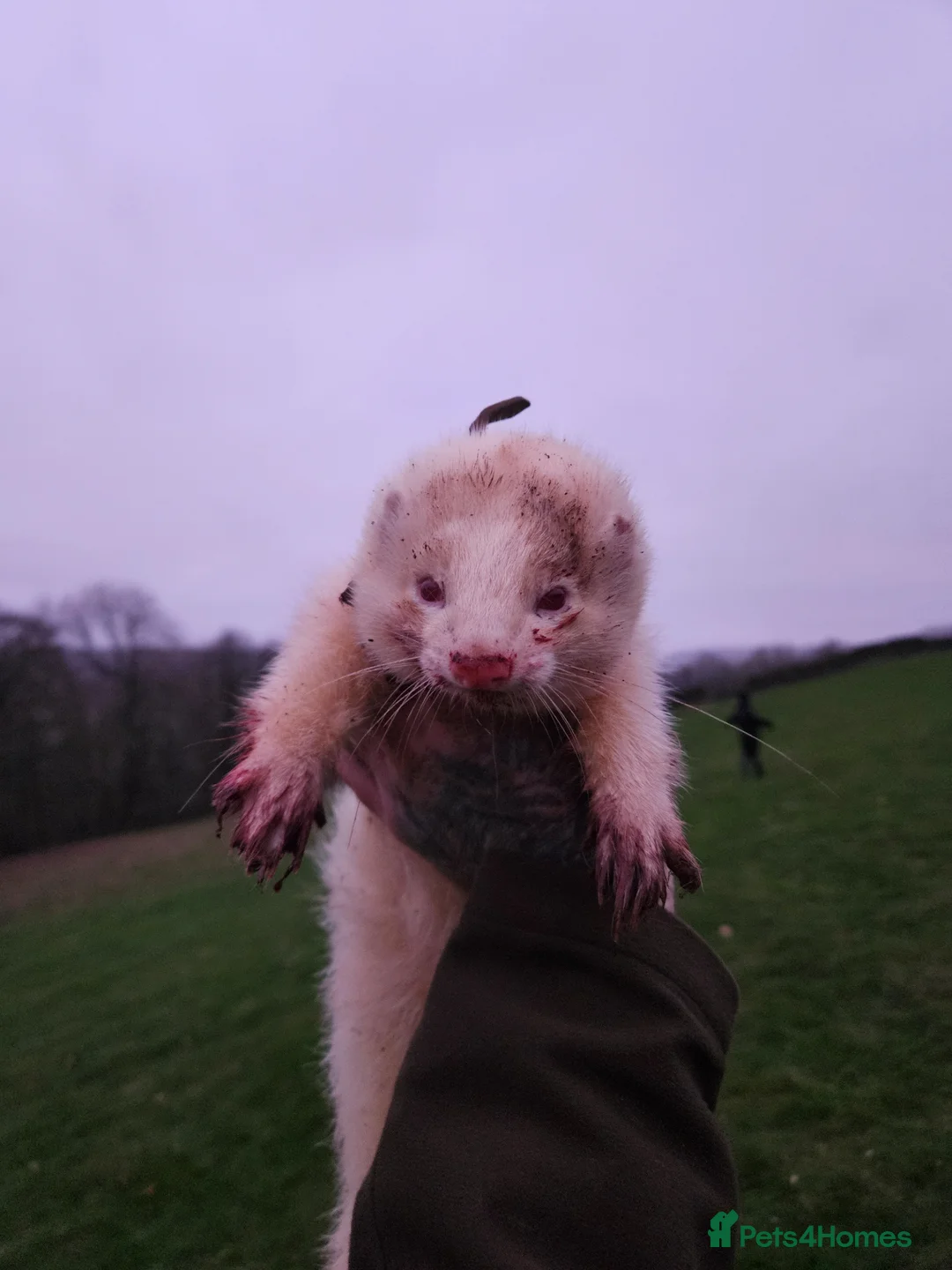 Ferret rodents for sale: Hob for stud - Advert 1