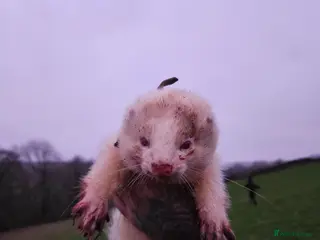 Ferret rodents Hob for stud - Advert 1