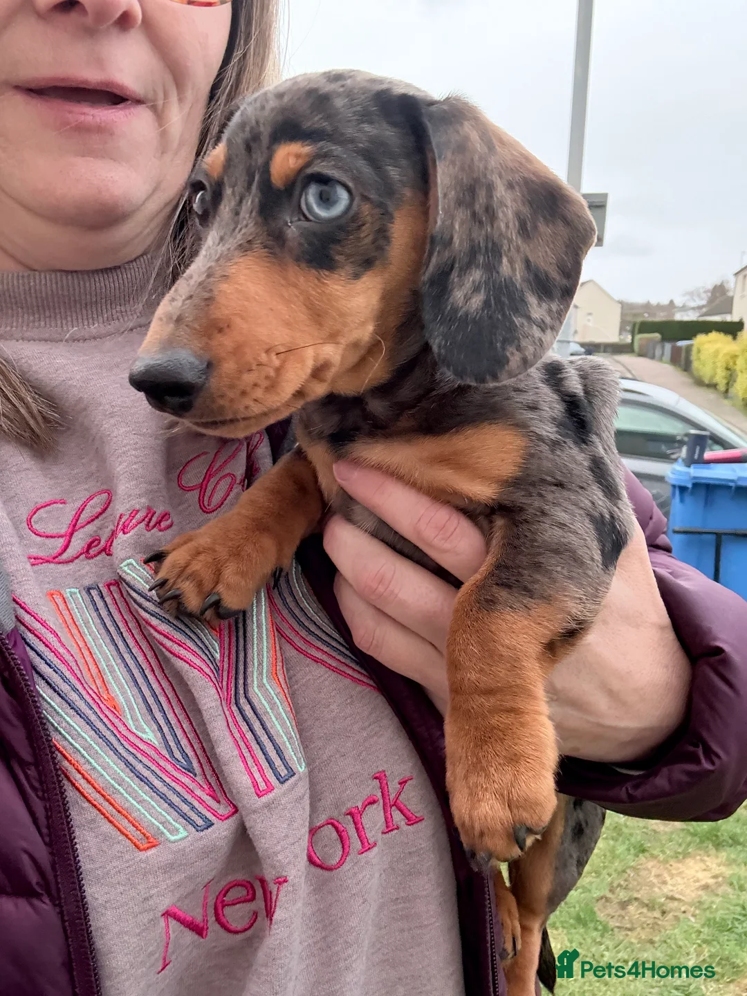 Miniature Dachshund dogs for sale: Dapple miniature Dachshund  - Advert 6