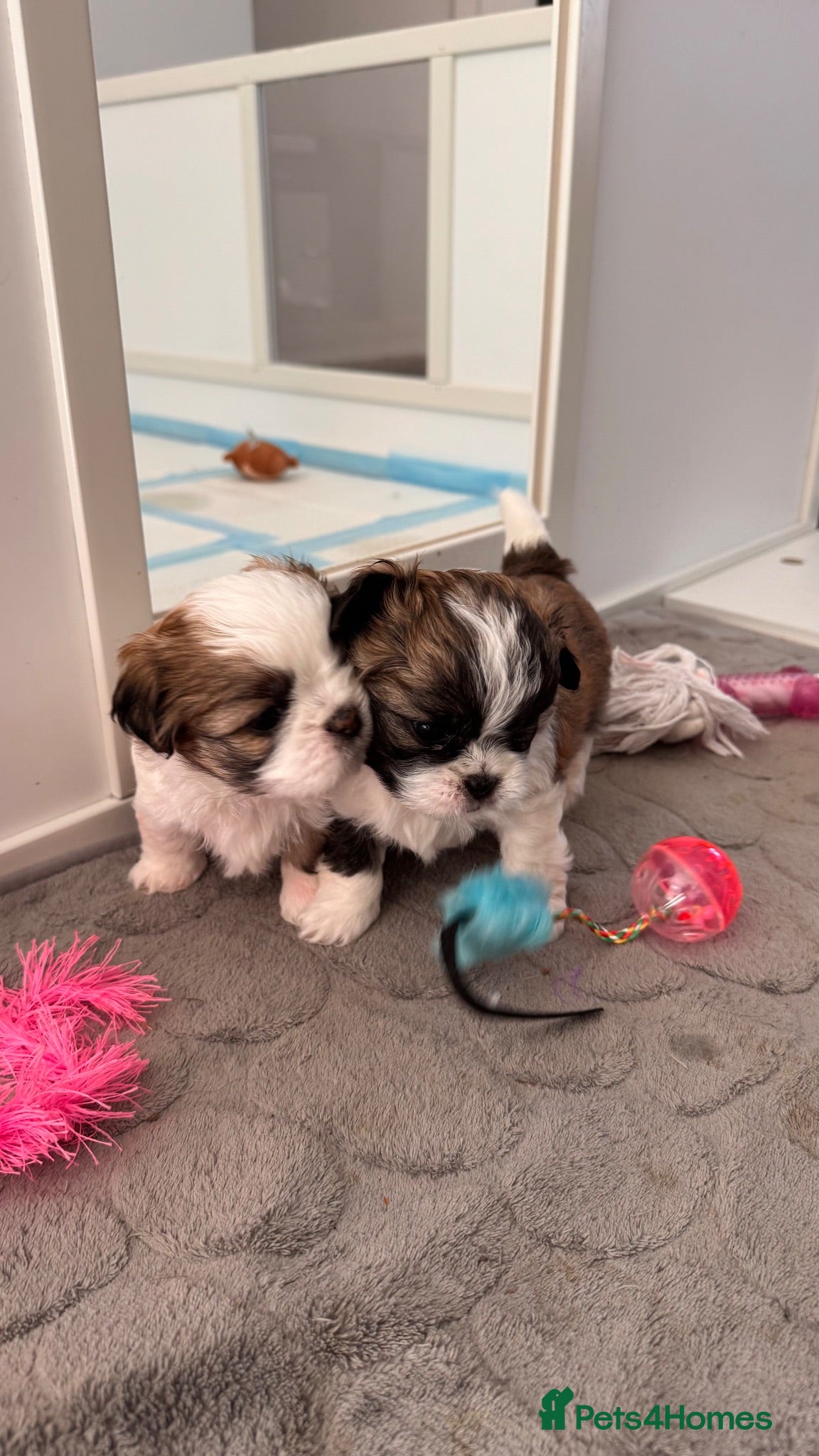 Malshi dogs 🐾❤️ ADORABLE MALSHI PUPPIES! ❤️🐾 - Advert 1