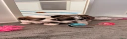 Malshi dogs for sale: 🐾❤️ ADORABLE MALSHI PUPPIES! ❤️🐾 - Advert 1