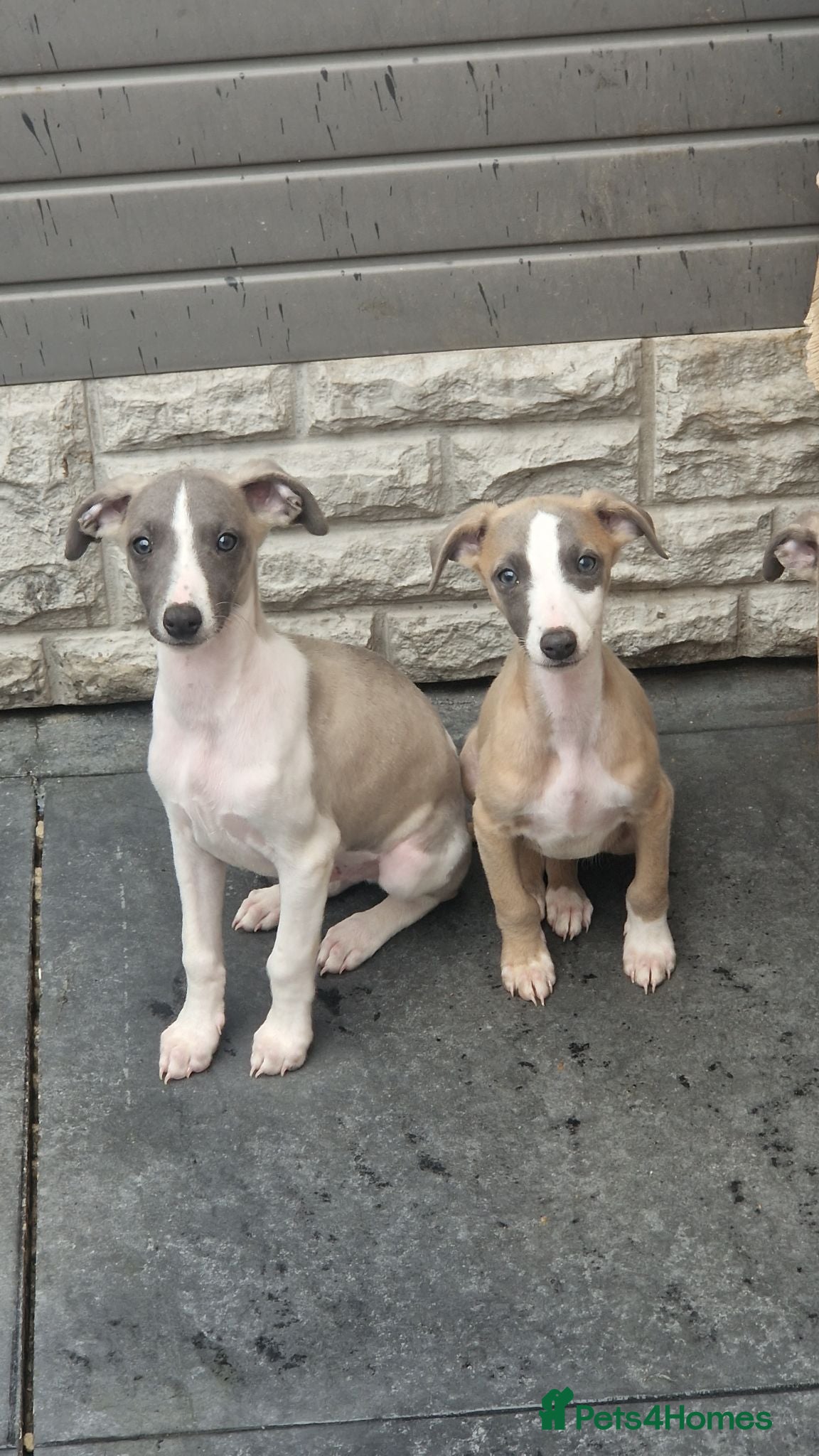 Whippet dogs Whippet pups  - Advert 4