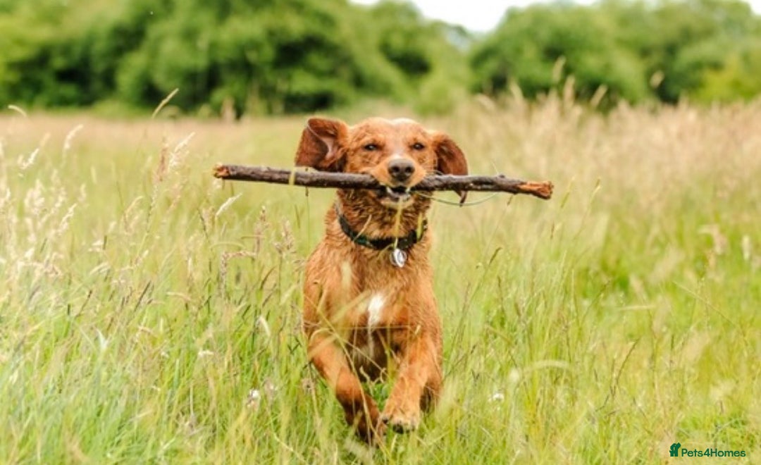 Cockerdor dogs for sale: Lovely Cockerdor puppies for sale  - Advert 2