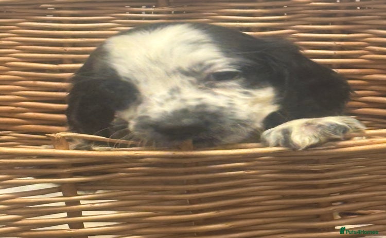 Cocker Spaniel dogs - Advert 3
