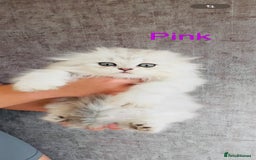 Scottish Fold cats for sale: 💞Beautiful Scottish Fold and Straight kittens🐾 - Image 24