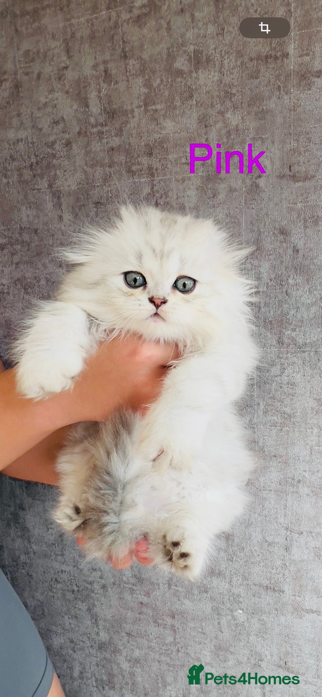 Scottish Fold cats for sale: 💞Beautiful Scottish Fold and Straight kittens🐾 - Image 24