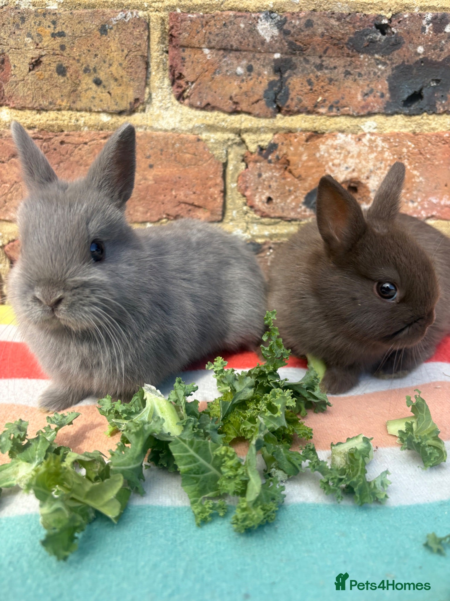 Netherland Dwarf rabbits Netherland dwarf bunnies   - Advert 16