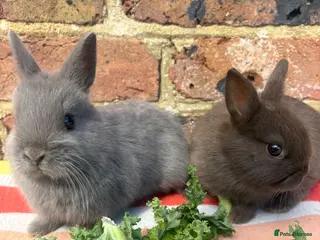 Netherland Dwarf rabbits Netherland dwarf bunnies - Advert 16