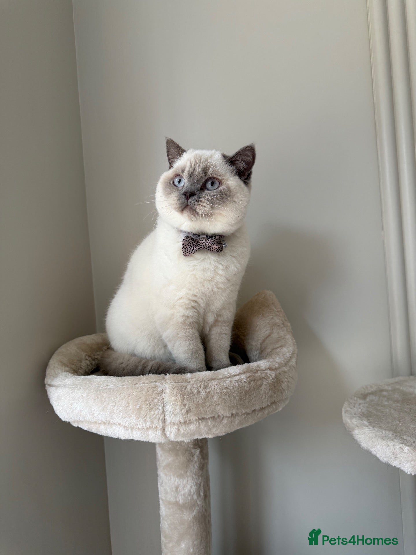 British Shorthair cats for sale: British short hair  - Advert 1