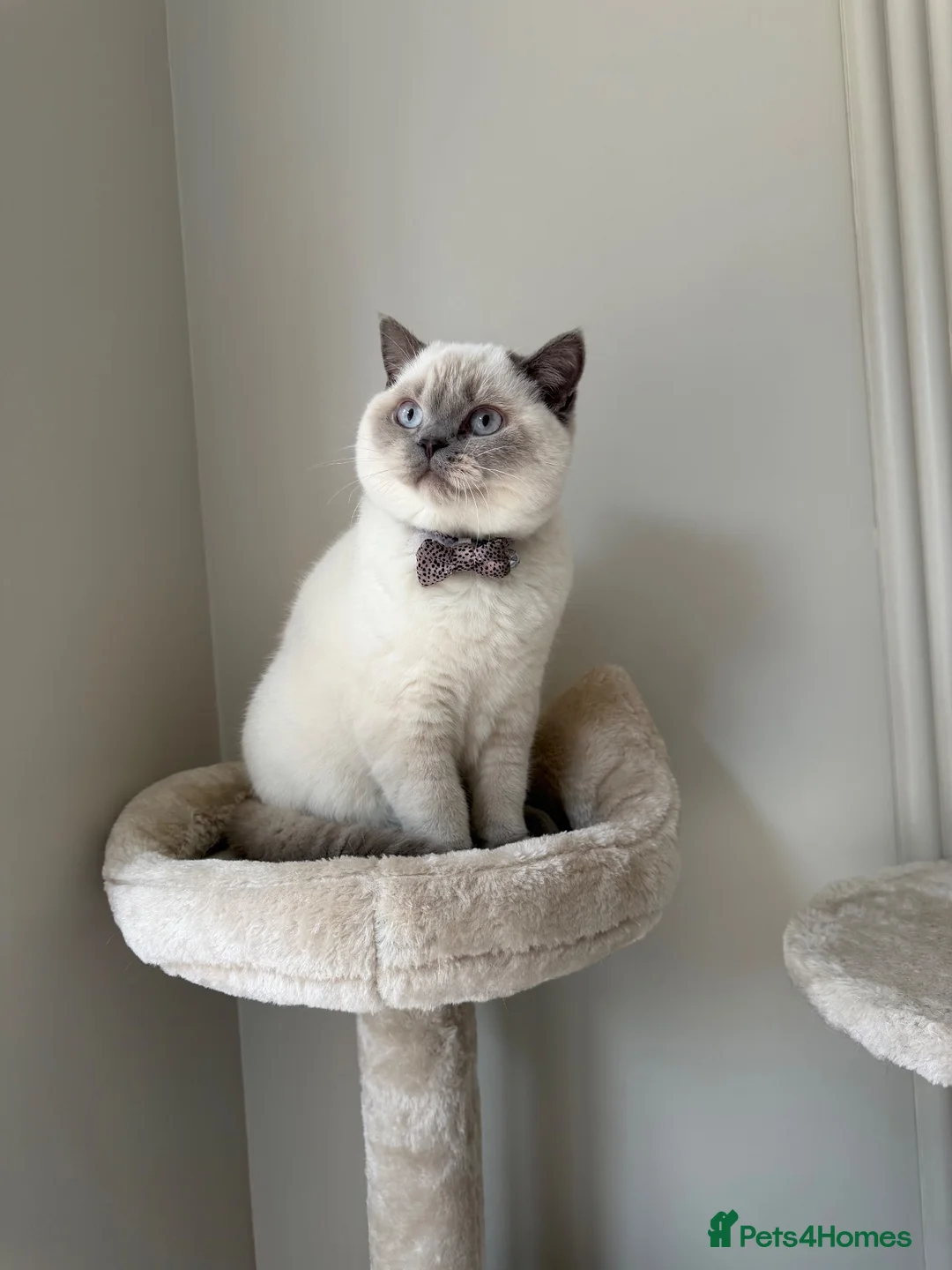 British Shorthair cats for sale: British short hair  in Birmingham - Advert 1