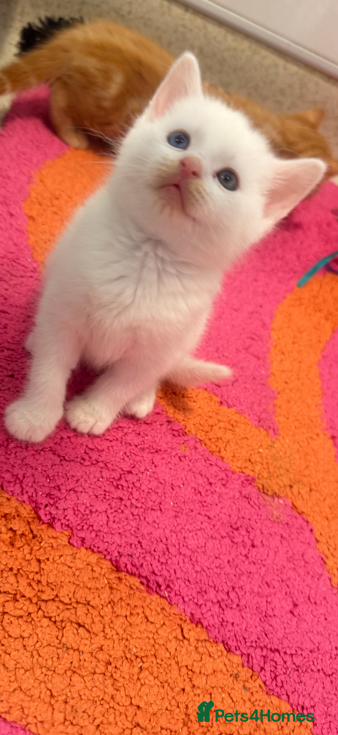 British Shorthair cats for sale: Beautiful kittens  - Image 3