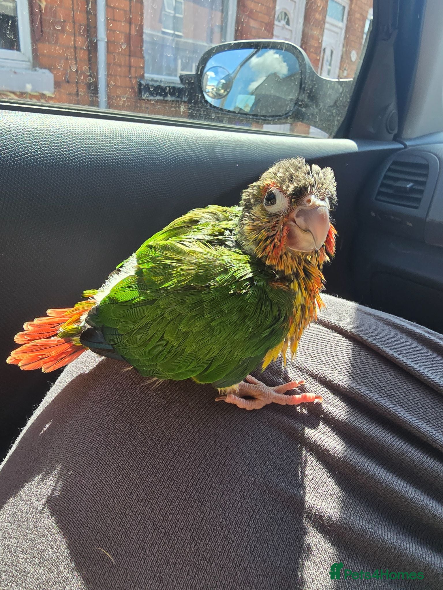 Conures birds Silly Hand-tamed Conure for sale - Advert 1