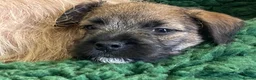 Mixed Breed dogs for sale: Border Terrier x Norfolk - Advert 8