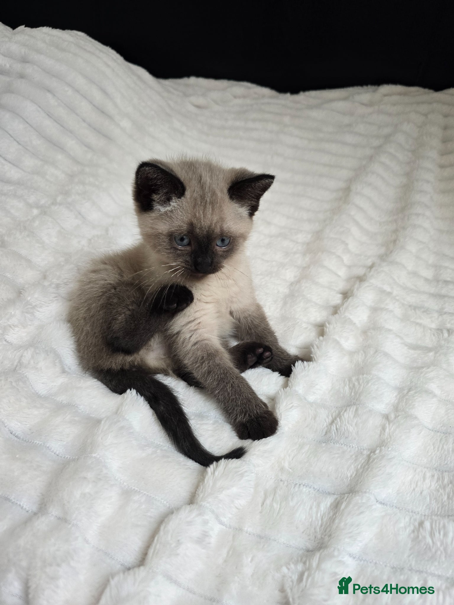 Mixed Breed cats Mixed Breed Kittens Ready Now – 5 Available - Advert 1