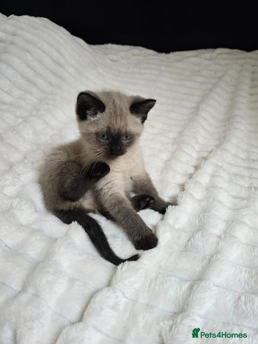 Mixed Breed cats for sale: Mixed Breed Kittens Ready Now – 5 Available - Advert 1