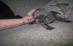 French Bulldog dogs for sale: French bulldogs - Image 5