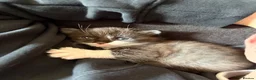 British Shorthair cats for sale: 9 week old British shorthair - male  - Advert 3