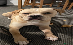 Mixed Breed dogs for sale: Rehoming these 2 beauties - Image 2