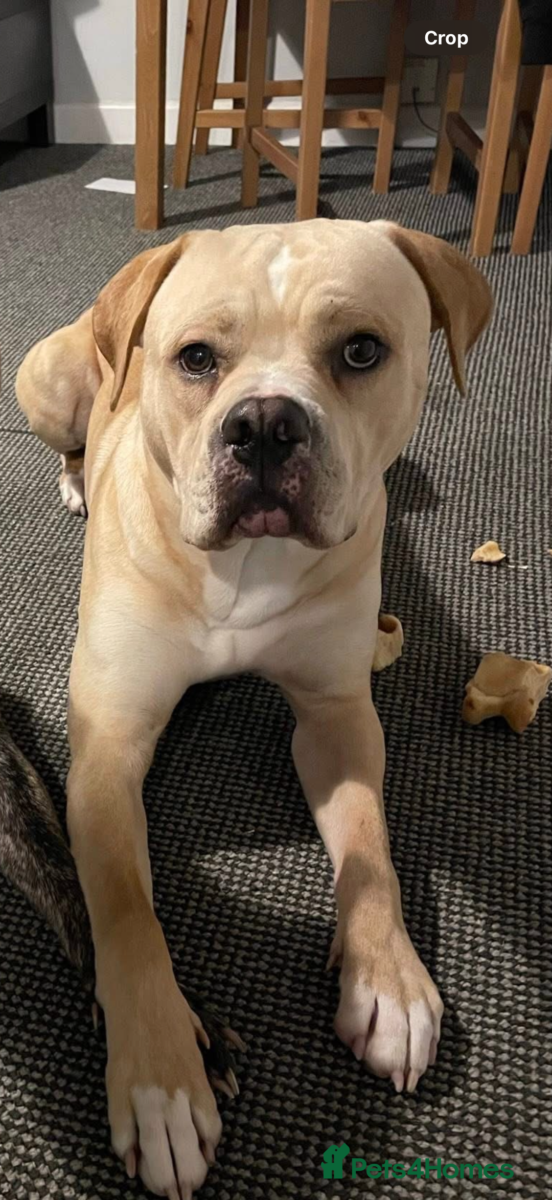 Mixed Breed dogs for sale: Rehoming these 2 beauties - Image 2