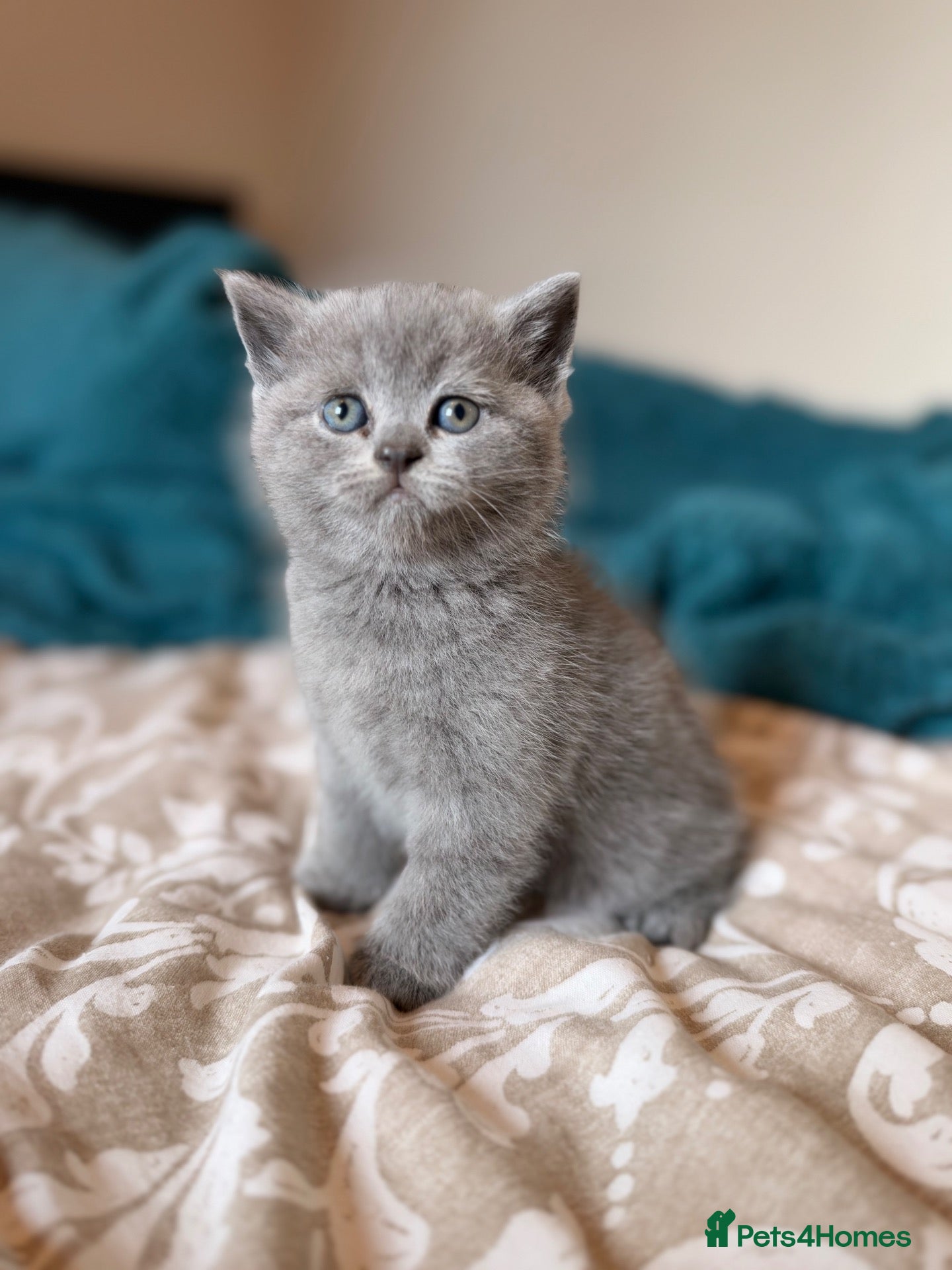 British Shorthair cats for sale: Girl British shorthair, blue💕 - Advert 1