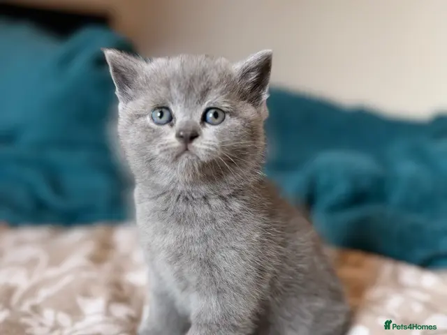 British Shorthair cats for sale: Girl British shorthair, blue💕 - Advert 1