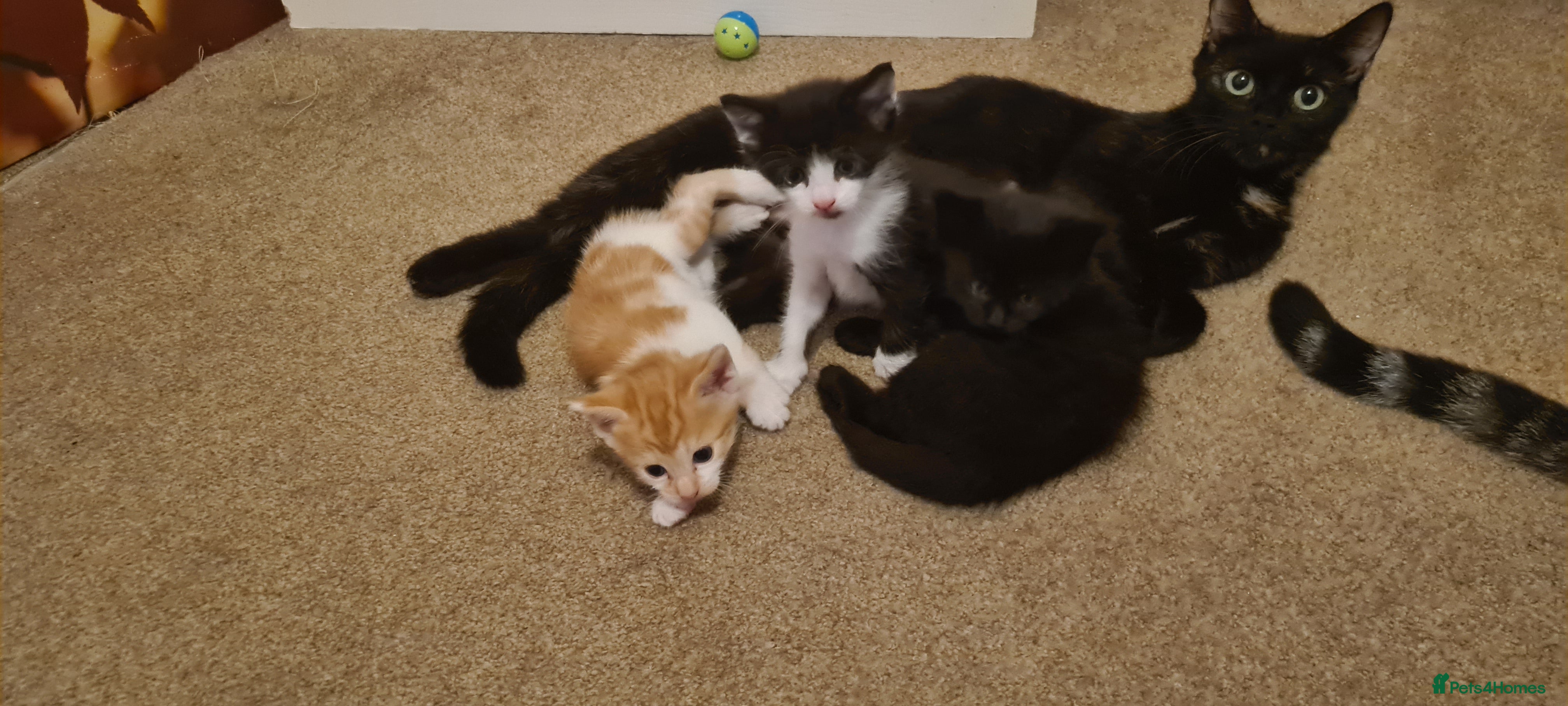 Mixed Breed cats 3 Beautiful little kittens - Advert 10