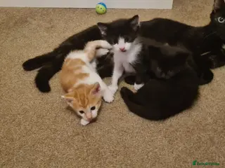 Mixed Breed cats 3 Beautiful little kittens - Advert 15