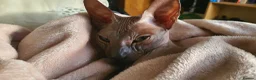 Sphynx cats for stud: Donskoy Boy for studding - Advert 3