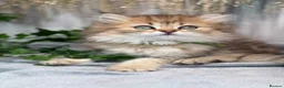 British Longhair cats for sale: British Longhair stunning TICA boy - Advert 2
