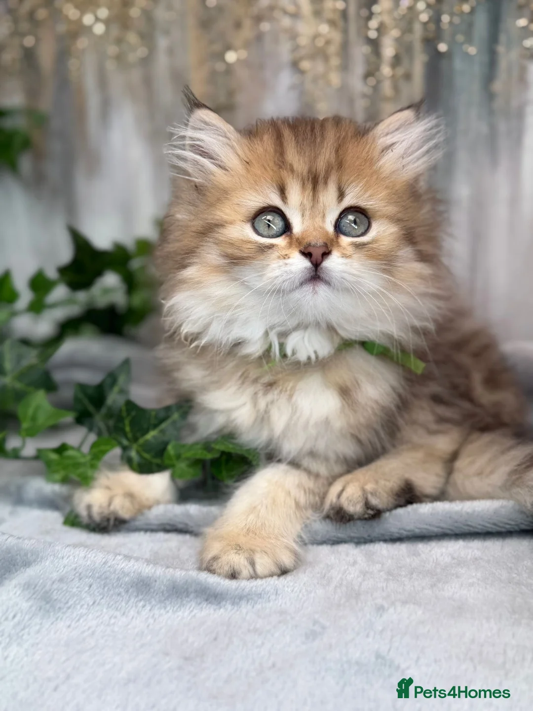 British Longhair cats for sale: British Longhair stunning TICA boy - Advert 2