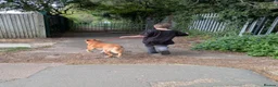 Mixed Breed dogs for sale: Golden Dingo Hachi - Advert 3