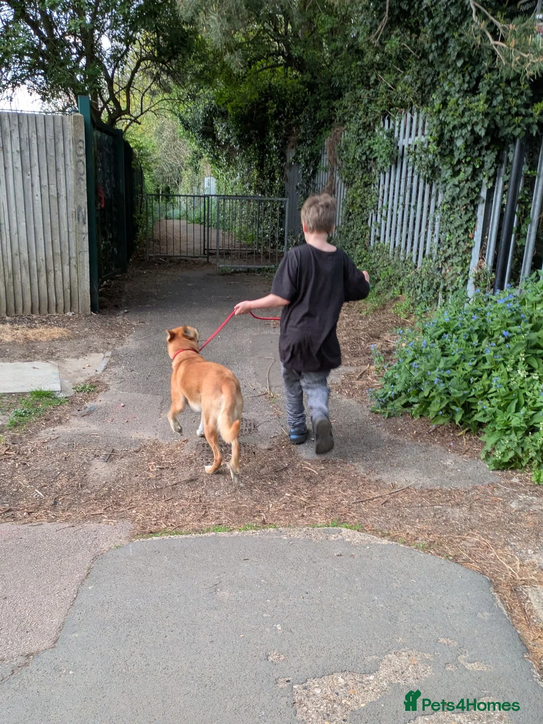 Mixed Breed dogs for sale: Golden Dingo Hachi - Advert 3