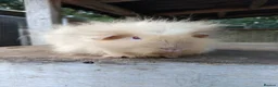 Guinea Pig rodents for sale: Retired Swiss Sows - Advert 4