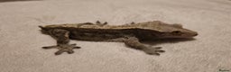 Gecko reptiles for sale: Male Crested Gecko  - Advert 2